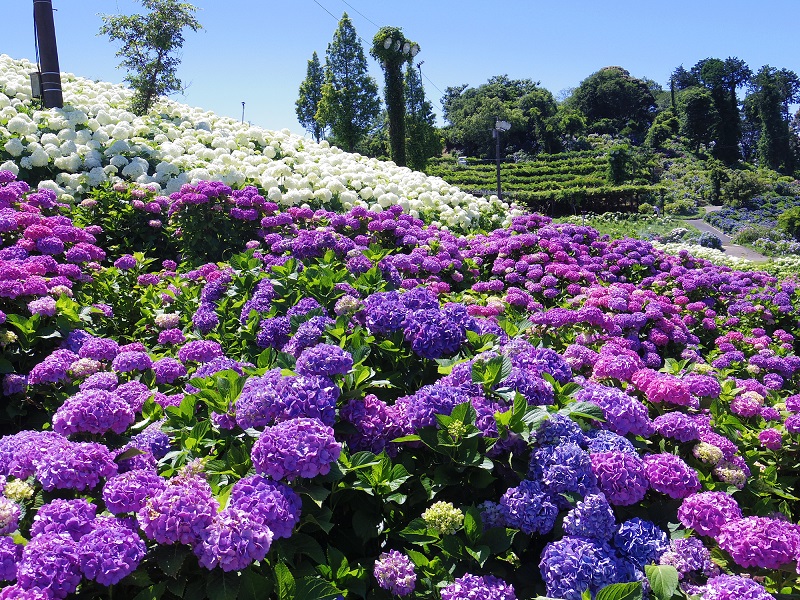 お花見