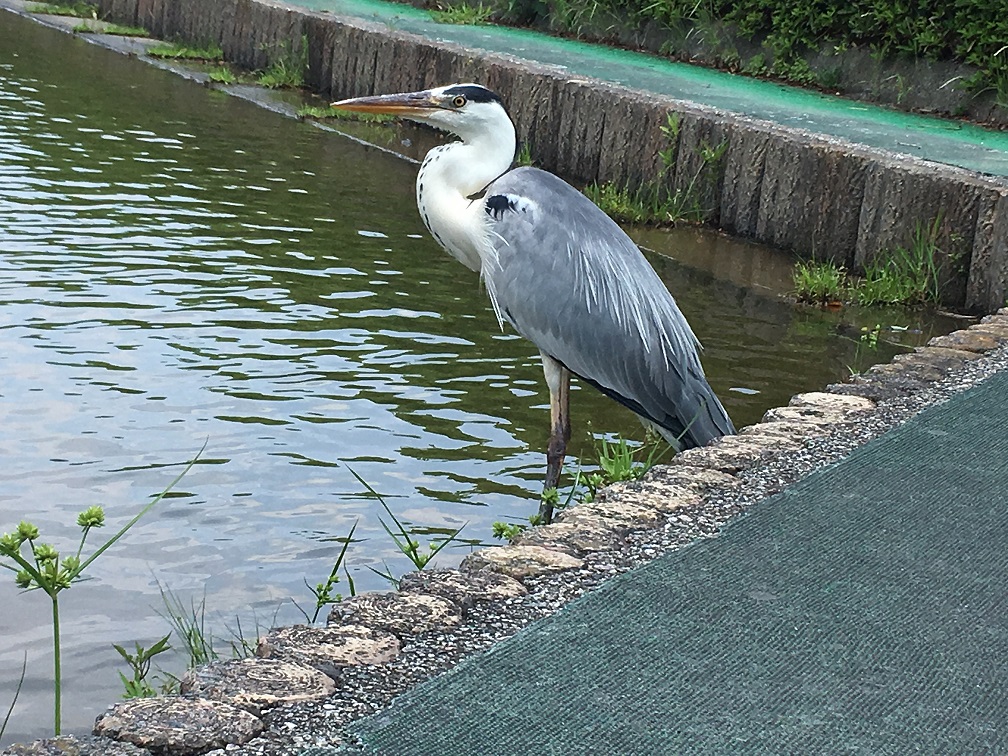 釣り